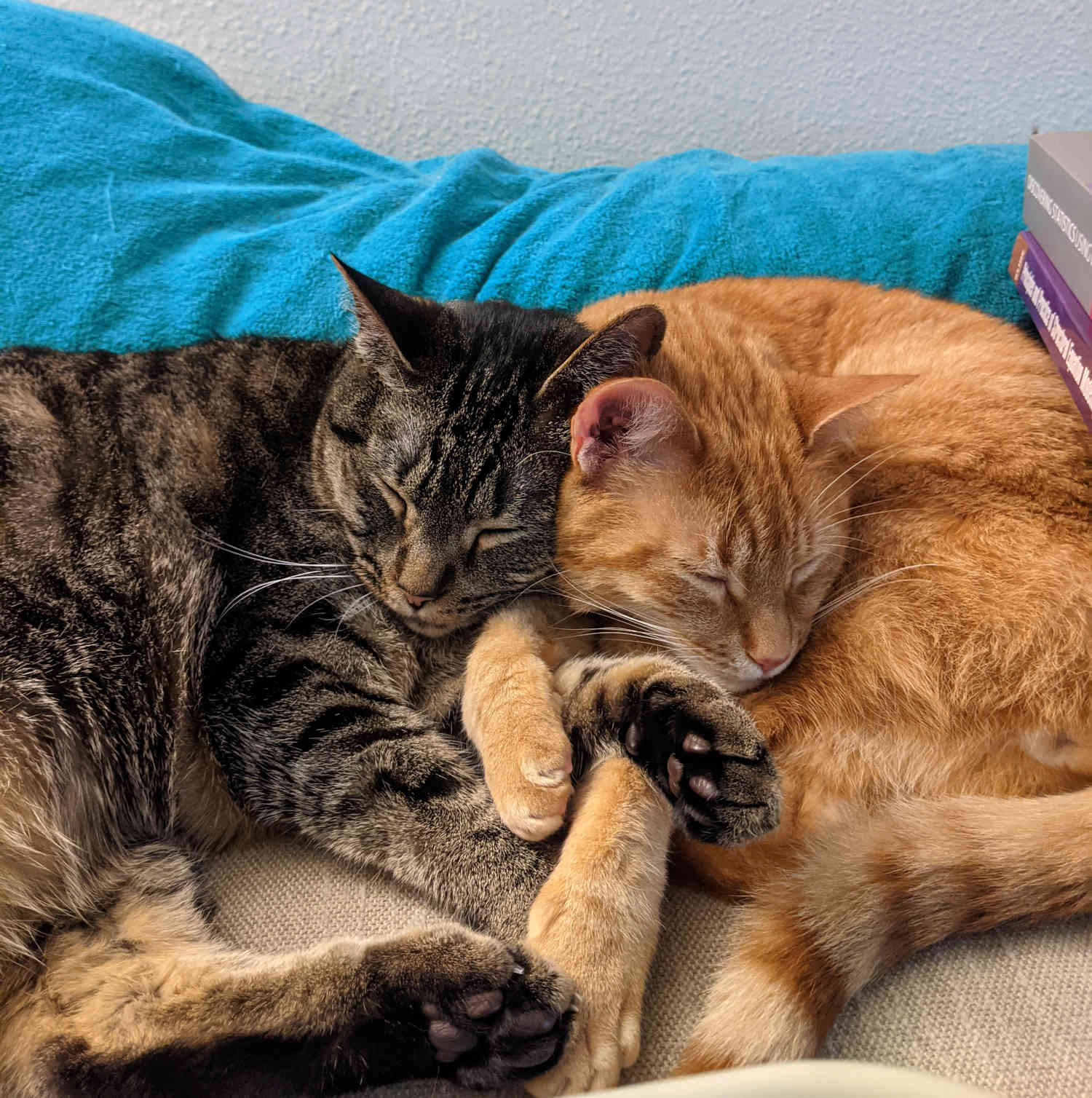 Two cats, orange and tabby, are sleeping in an embrace. Their front legs are interlaced, and their heads side-by-side.
